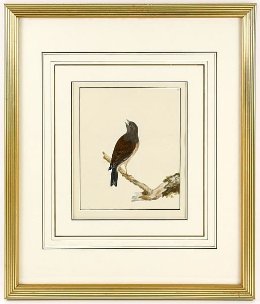 William Lewin comparable auction result: william lewin watercolor of common linnet