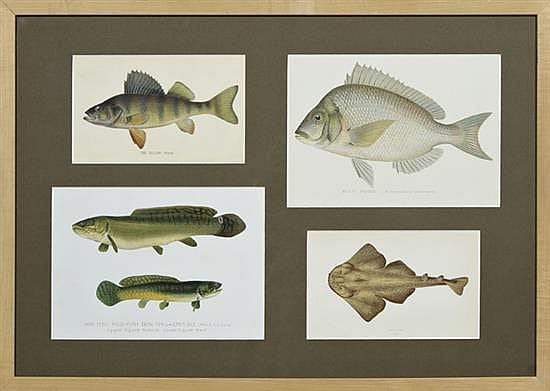 Sherman Denton comparable auction result: sherman denton the yellow perch dog fish scup porgy and monkfish c 1892 group of four colored prints from fishes of