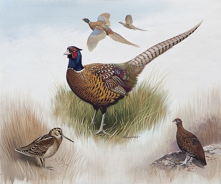 richard ward b 1944 birdlife study with phesant partridge etc watercolour 45 5 x 54cm unfram · Adam's · 2015-03-08 Richard Ward comparable auction result: richard ward b 1944 birdlife study with phesant partridge etc watercolour 45 5 x 54cm unfram