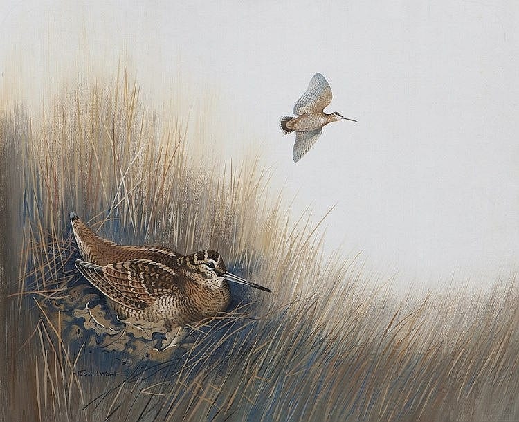 richard ward b 1944 birdlife study wader watercolour 45 5 x 54 5cm unframed signed · Adam's · 2015-03-08 Richard Ward comparable auction result: richard ward b 1944 birdlife study wader watercolour 45 5 x 54 5cm unframed signed