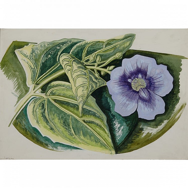 isabel mclaughlin o s a thunbergia bermuda 1947 watercolour 14 ins x 20 ins 35 6 cms x 50 8 cms · Waddington's · 2015-03-05 Isabel McLaughlin comparable auction result: isabel mclaughlin o s a thunbergia bermuda 1947 watercolour 14 ins x 20 ins 35 6 cms x 50 8 cms