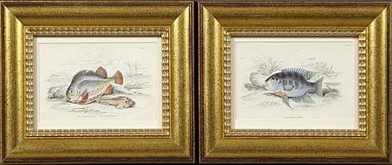 William Jardine comparable auction result: william jardine 1800 1874 the cornish sucker and centrarchuis cychla 19th c pair of hand colored fish prints presented i