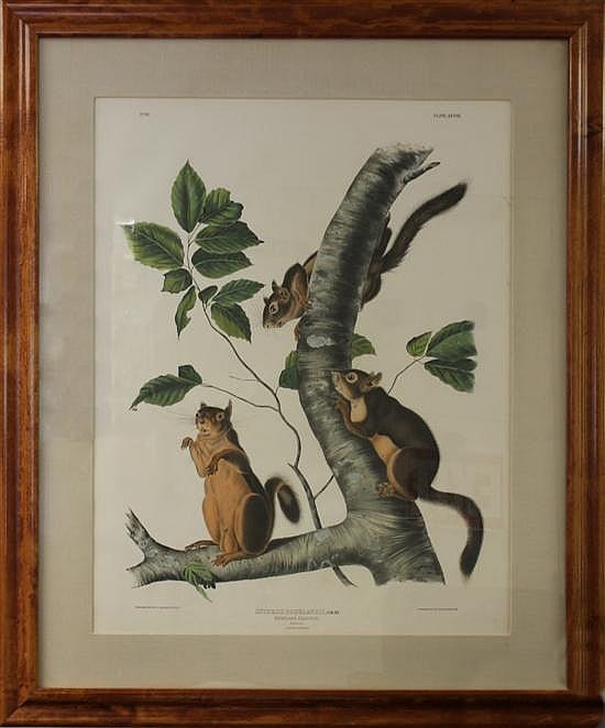 Framed botanical and wildlife print showing several squirrels and leaves arranged around a large curved gray tail, on a light background.