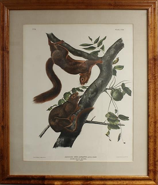 Framed bird-and-squirrel illustration print showing a brown squirrel and an orange-eyed bird perched on a tree trunk with green leaves.