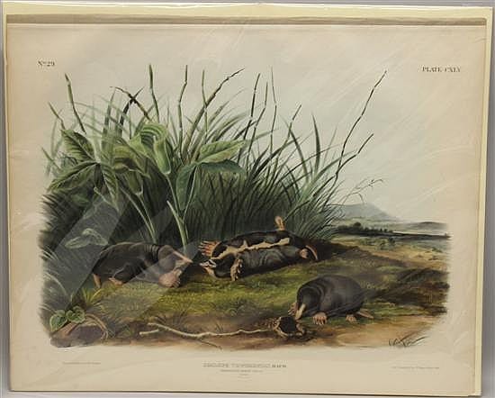 Framed nature folio print showing small animals and birds in a grassy wetland with tall reeds and distant water or hills.