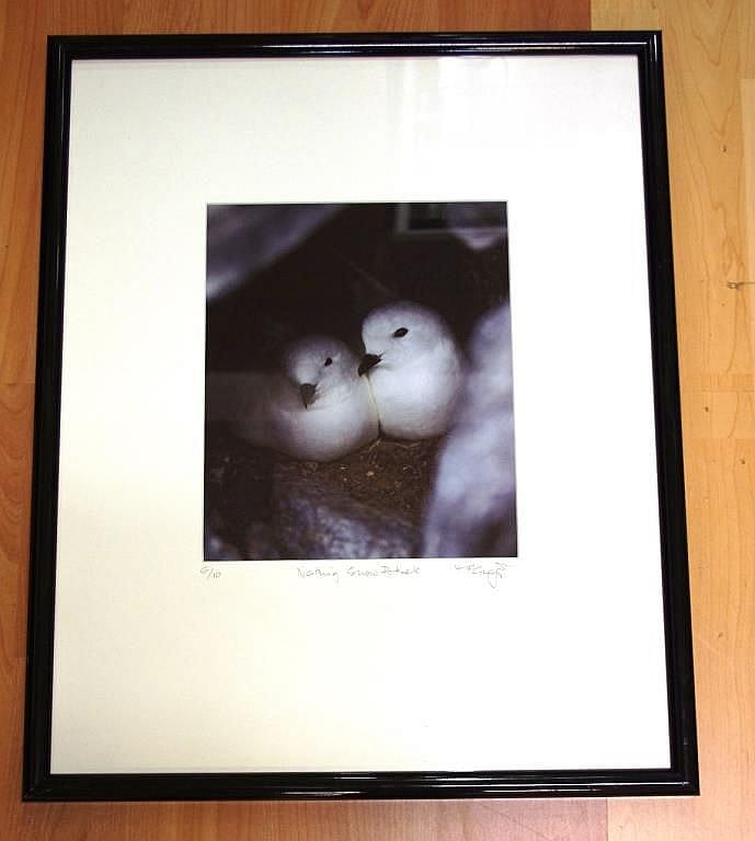 Alasdair McGregor comparable auction result: alasdair mcgregor 1954 nesting snow parrots photograph limited editi