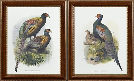 Daniel Giraud comparable auction result: daniel giraud 1835 1915 phasianus versicolor and phasianus decollatus 20th c pair of colored pheasant prints framed h