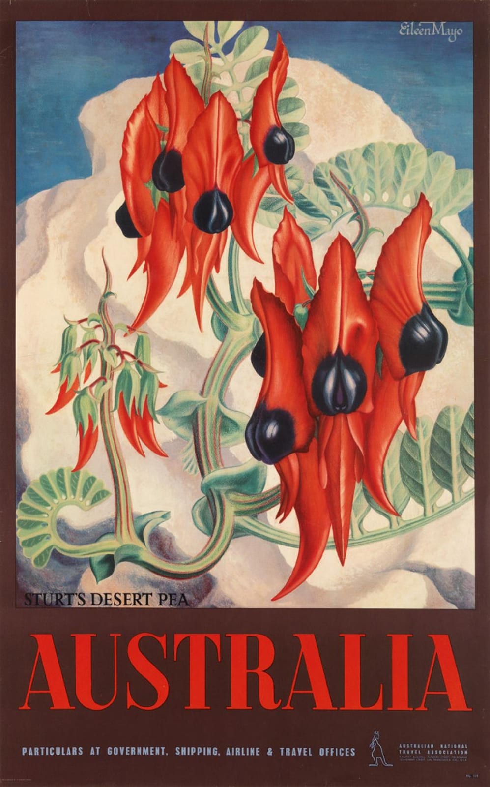 Eileen Mayo comparable auction result: eileen mayo 1906 1994 australia sturt s desert pea 39x24 inches 101x62 cm mclarens co melbourne