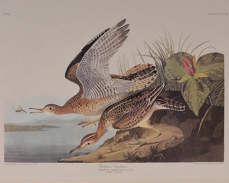 Color lithograph print of two shorebirds with long beaks and a butterfly on flowers and grasses, shown in a framed artwork.