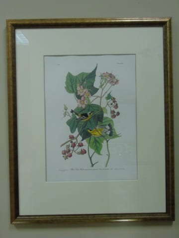 Framed bird illustration showing a small yellow and green warbler perched on a flowering branch with leaves and berries.