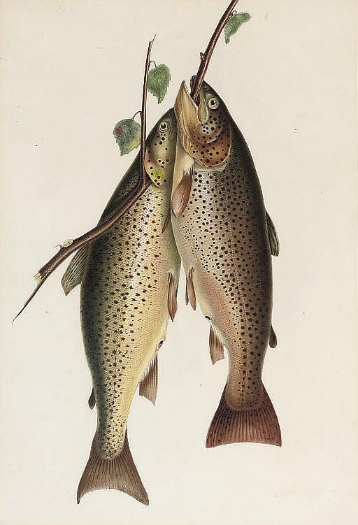 William Jardine comparable auction result: two brown trout