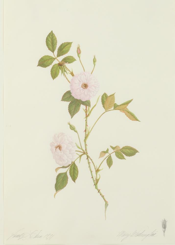 james linton sain american 1936 2009 mary washington rose signed and dated 1991 lower left and titled lower right watercolor · Sloans & Kenyon · 2015-12-15 James Linton Sain comparable auction result: james linton sain american 1936 2009 mary washington rose signed and dated 1991 lower left and titled lower right watercolor