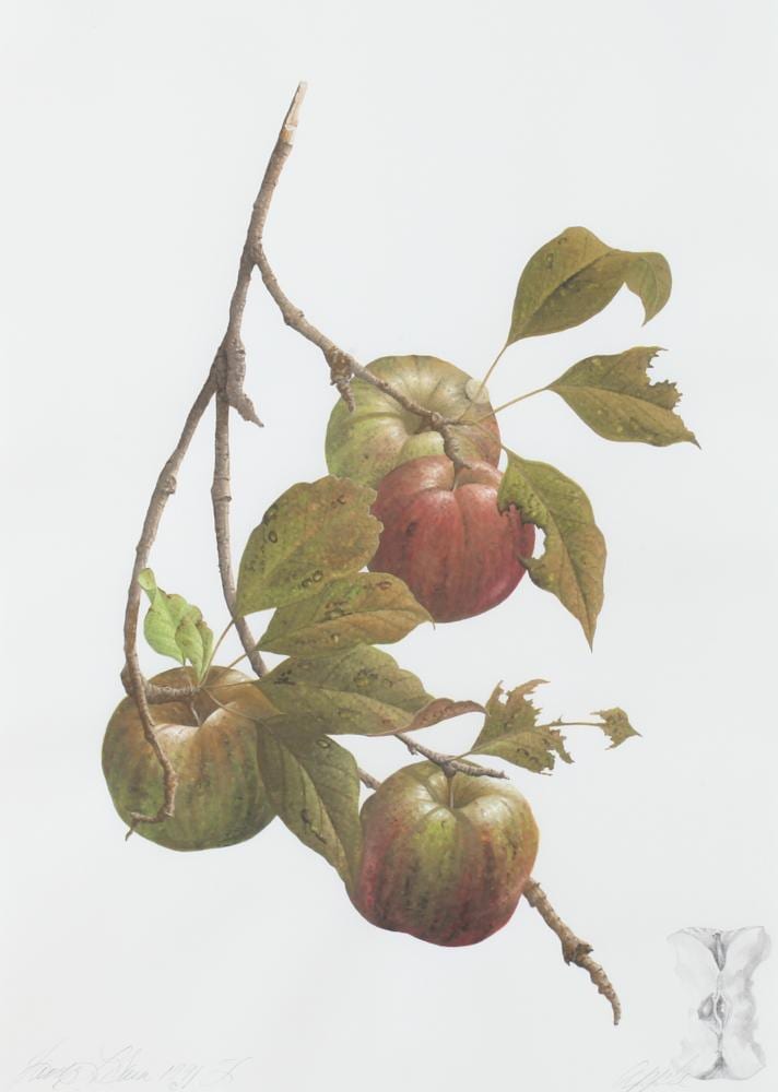 james linton sain american 1936 2009 apple signed and dated 1991 lower left and titled lower right watercolor · Sloans & Kenyon · 2015-12-15 James Linton Sain comparable auction result: james linton sain american 1936 2009 apple signed and dated 1991 lower left and titled lower right watercolor