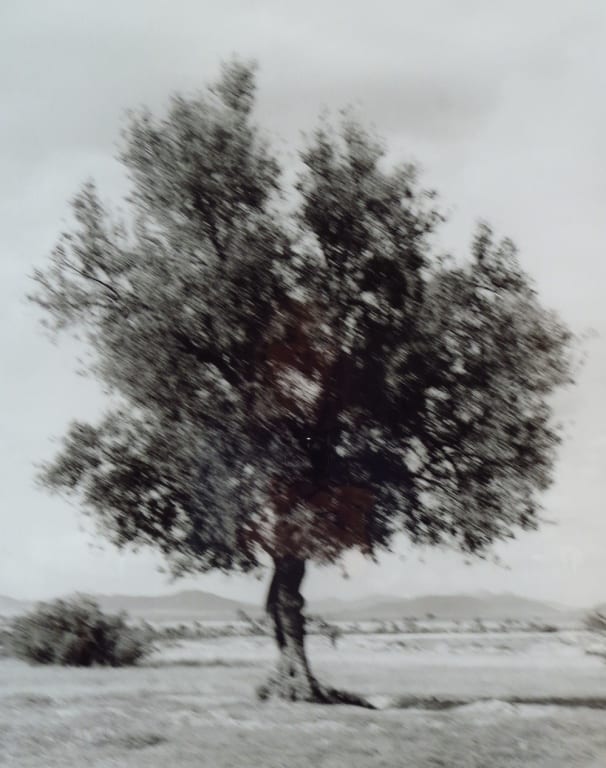 Mikael Jansson comparable auction result: mikael jansson olivetree morocco 1994