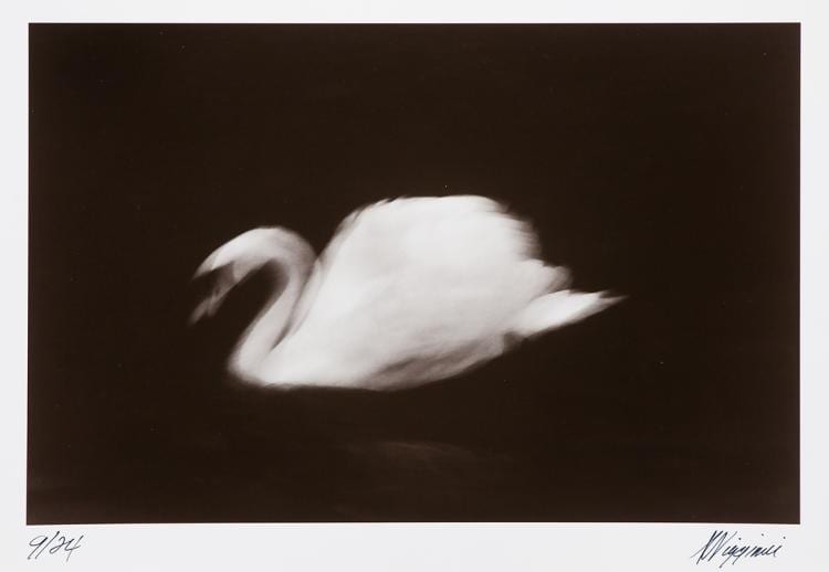 Anthony Viggiani comparable auction result: anthony viggiani free and graceful