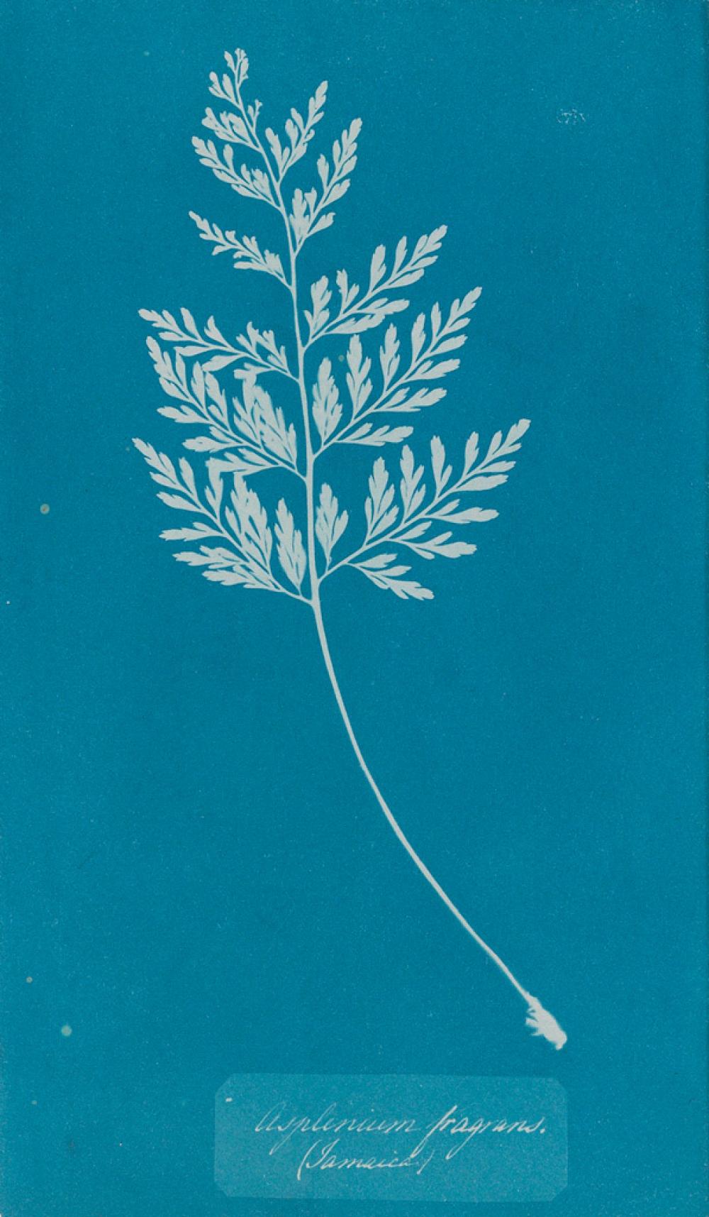Anna Atkins comparable auction result: anna atkins 1799 1871 asplenium fragrans