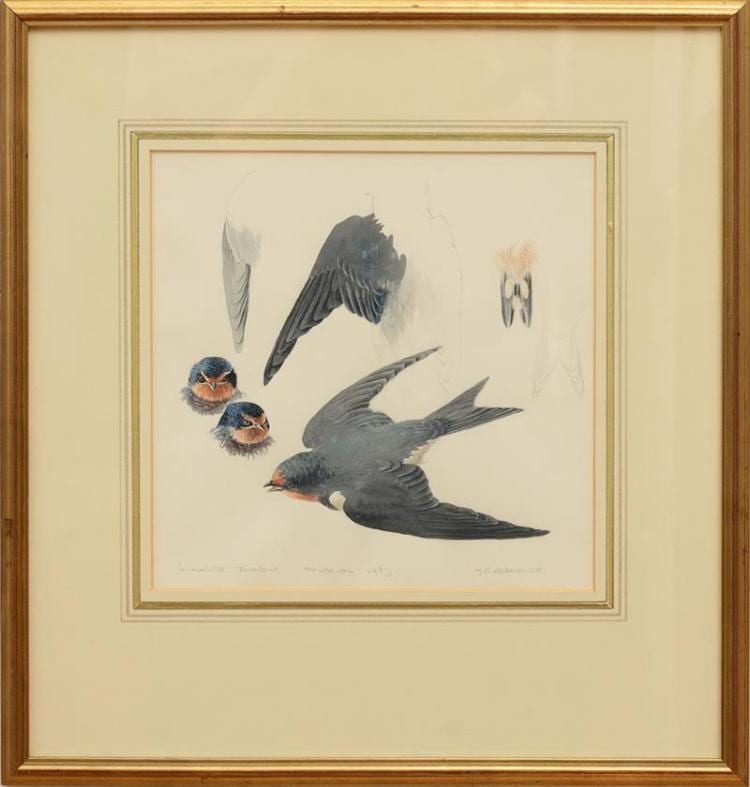 William Lewin comparable auction result: william lewin c 1720 1795 purre sandpiper