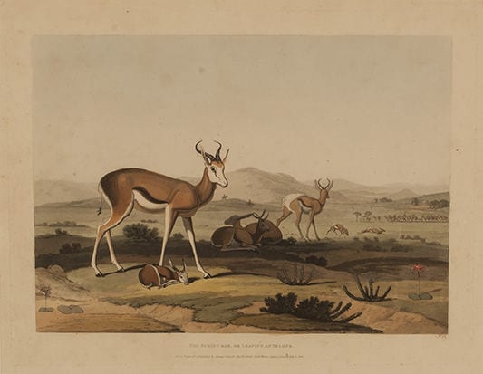 Samuel Daniell comparable auction result: samuel daniell british 1775 1811 the spring bok sic photolithograph pr