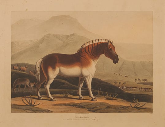 Samuel Daniell comparable auction result: samuel daniell british 1775 1811 the quahkah sic photolithograph print