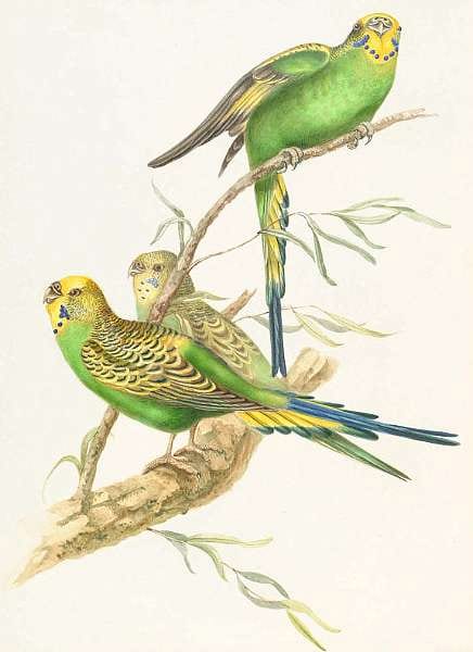 elizabeth gould british 1804 1841 · Bonhams · 2003-10-14 Elizabeth Gould comparable auction result: elizabeth gould british 1804 1841