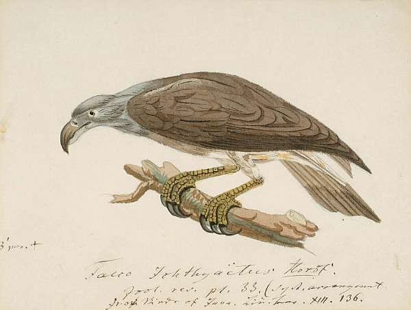 Heinrich Gottlieb Ludwig Reichenbach comparable auction result: heinrich gottlieb ludwig reichenbach german 1793 1879
