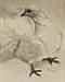 Martin Munkacsi comparable auction result: martin munkacsi 1896 1963 weisse tiere weisse taube vers 1930