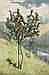 Adolf Schlabitz comparable auction result: adolf schlabitz syc w 1854 1943 brixlegg an orange tree oil o