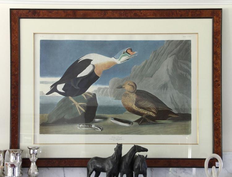 Audubon, "King Duck," Print sold by Kaminski Auctions, lot 5090 — auction record photograph