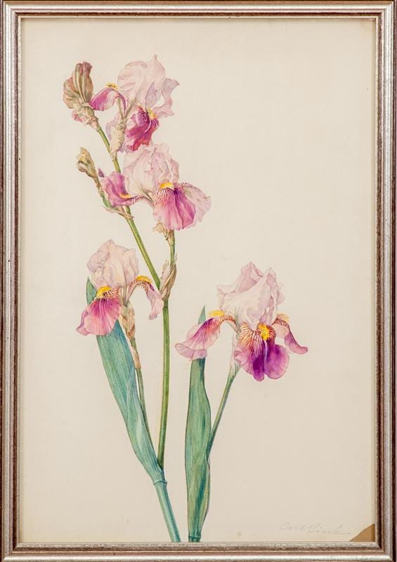carl link 1887 1968 iris tulips and iris and sketch · STAIR · 2016-10-07 Carl Link comparable auction result: carl link 1887 1968 iris tulips and iris and sketch