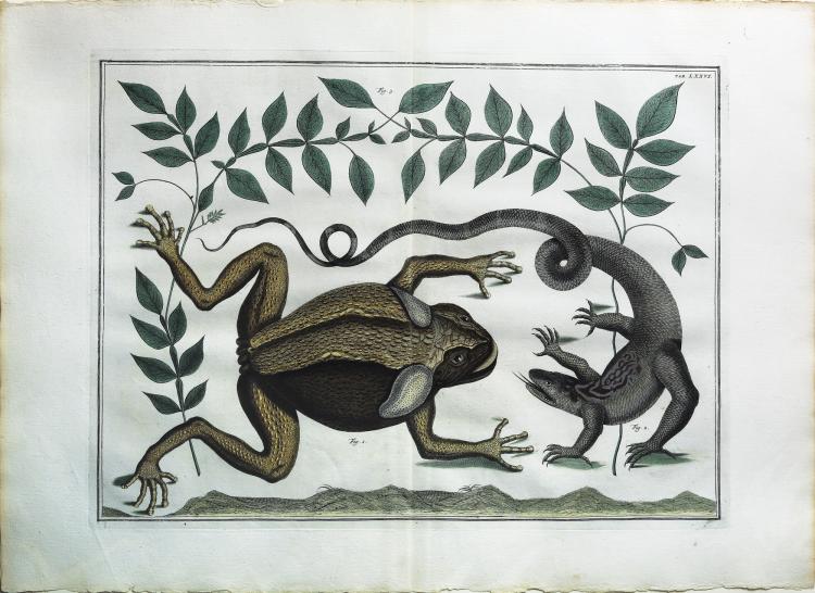 Albert Seba comparable auction result: engaging and exotic hand colored engravings by albert seba