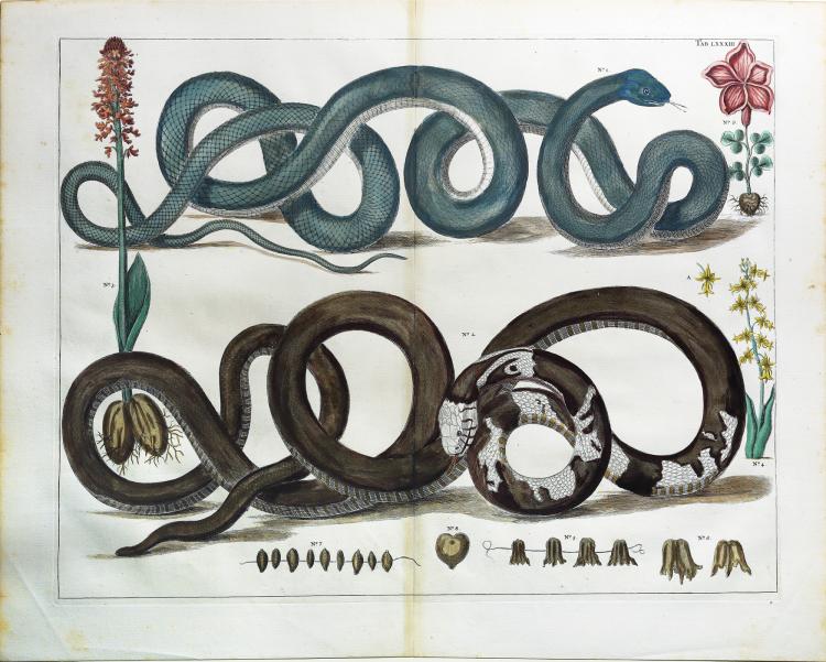 Albert Seba comparable auction result: engaging and exotic hand colored engravings by albert seba