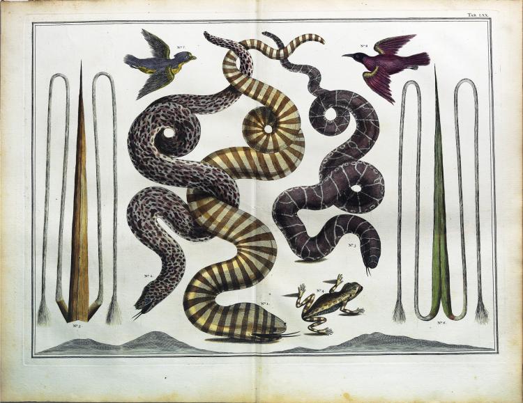 Albert Seba comparable auction result: engaging and exotic hand colored engravings by albert seba