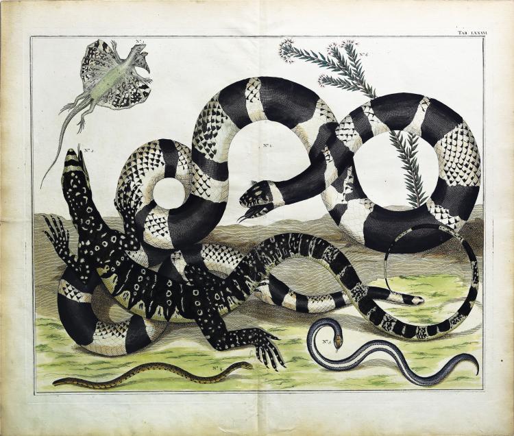 Albert Seba comparable auction result: engaging and exotic hand colored engravings by albert seba