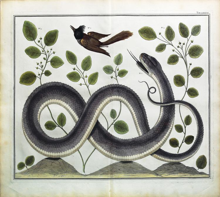 Albert Seba comparable auction result: engaging and exotic hand colored engravings by albert seba