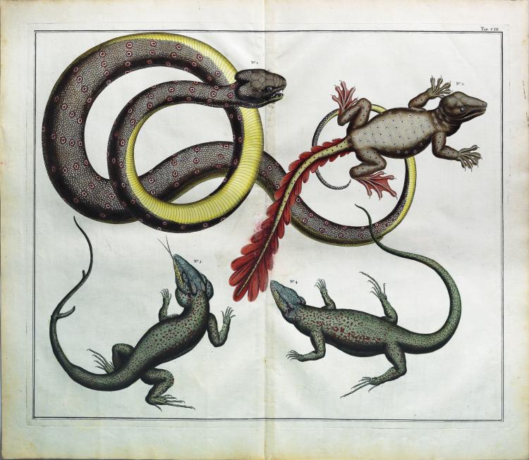Albert Seba comparable auction result: engaging and exotic hand colored engravings by albert seba