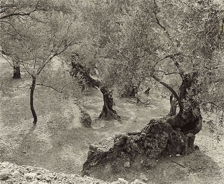 ellen auerbach olive grove mallorca · Grisebach · 2016-11-30 Ellen Auerbach comparable auction result: ellen auerbach olive grove mallorca