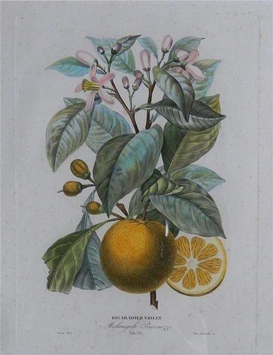 Antoine Poiteau comparable auction result: pierre antoine poiteau 1766 1854 french bigaradier violet melangolo pavonezzi 1818 from histoire naturelle des oranges par a ri