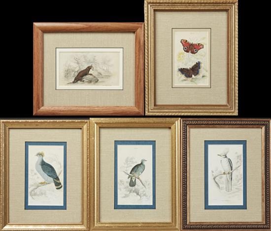 William Jardine comparable auction result: william jardine 1800 1874 the common otter blue capped turteline double crested pigeon white plumed shrike and peaco