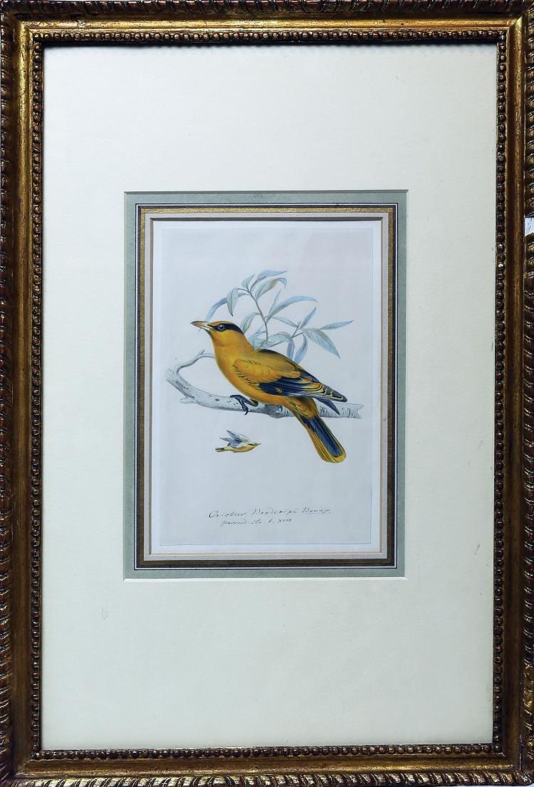 Heinrich Gottlieb Ludwig Reichenbach comparable auction result: reichenbach watercolor of a oriole