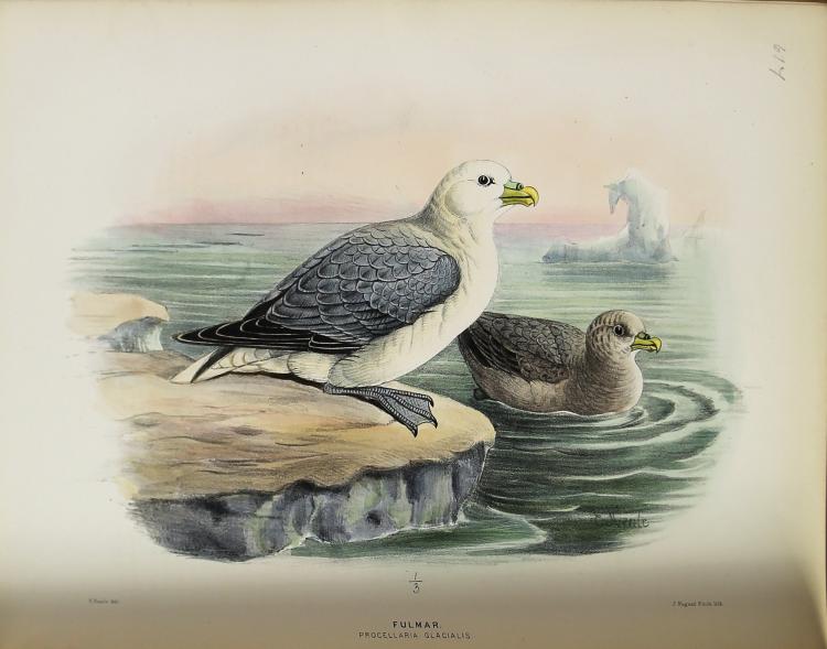 Hand-colored illustration of two birds, one on a shore and one swimming in water near rocks, with a distant ship or ice in the background.