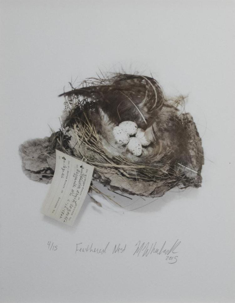 Maggie Wheelock comparable auction result: maggie robertson formerly wheelock st louis b 1974 feathered nest and egg specimen 2015 two giclees ed 2 15 and 4 15 9