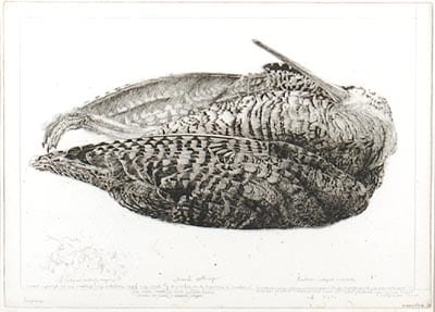 Charles Donker comparable auction result: charles donker etching dead woodcock