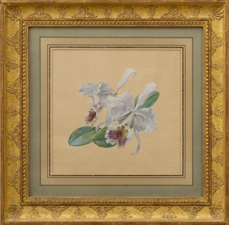 franz xaver gruber 1801 1862 cattleya labiata brasil · STAIR · 2017-04-22 Franz Xaver (1801) Gruber comparable auction result: franz xaver gruber 1801 1862 cattleya labiata brasil