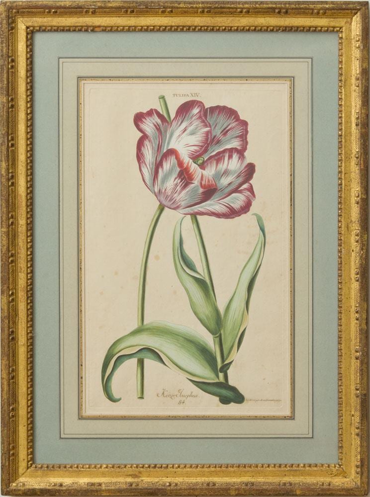 adam ludwig wirsing 1733 1797 tulipa xiv · STAIR · 2017-04-22 Adam Ludwig Wirsing comparable auction result: adam ludwig wirsing 1733 1797 tulipa xiv
