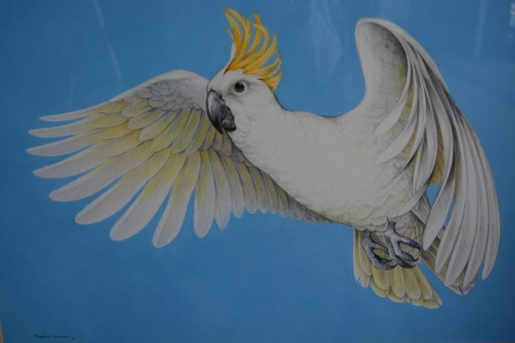 Charles Newman comparable auction result: charles newman cockatoo in flight