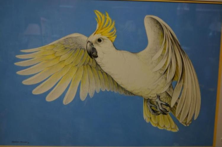 Charles Newman comparable auction result: charles newman cockatoo in flight
