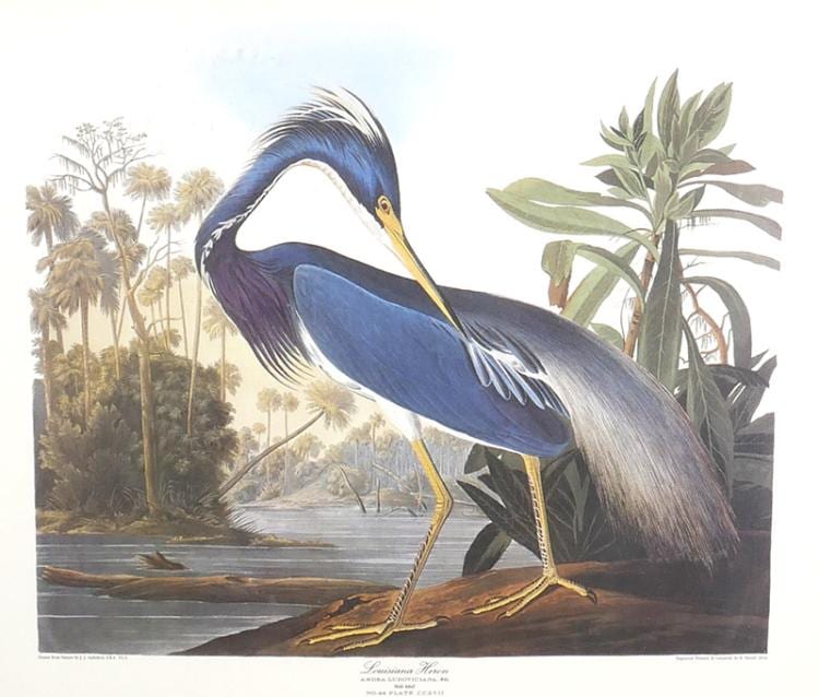 Framed John J. Audubon Print of Louisiana Heron sold by Blackwell Auctions LLC, lot 216 — auction record photograph