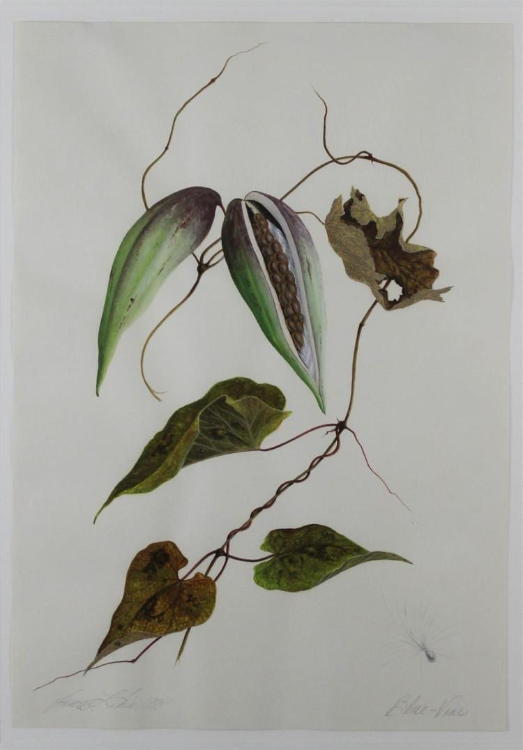 james linton sain american 1936 2009 blue vine watercolor 16 x 11 1 4 in · Potomack Company · 2017-07-25 James Linton Sain comparable auction result: james linton sain american 1936 2009 blue vine watercolor 16 x 11 1 4 in