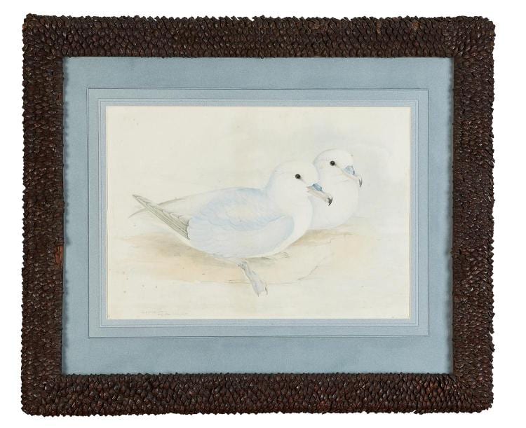 elizabeth gould 1804 1841 silvery grey petrel procellaria glacialoides 1840 watercolour and pencil on paper · Leonard Joel · 2017-09-01 Elizabeth Gould comparable auction result: elizabeth gould 1804 1841 silvery grey petrel procellaria glacialoides 1840 watercolour and pencil on paper