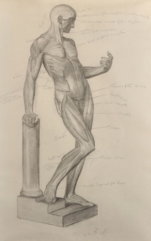 Estella Louisa Michaela Canziani comparable auction result: estella canziani 1887 1964 british a study from an echorche leaning against a broken pillar black chalk extensively annotated and dated nov 8th 1905 27 x 16 5